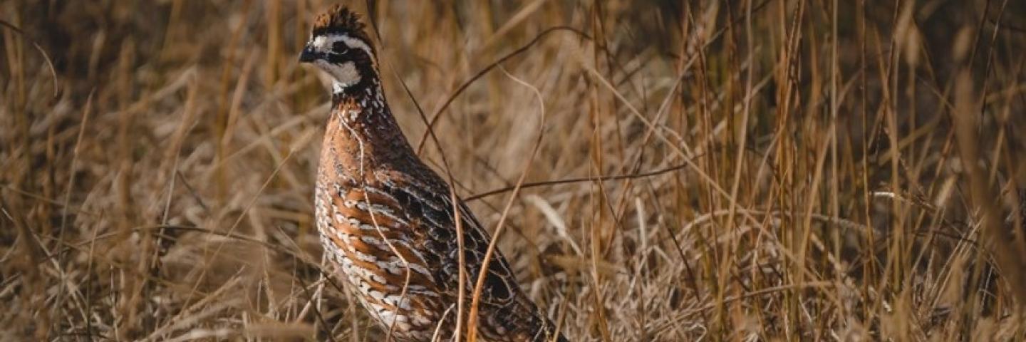 Bobwhite