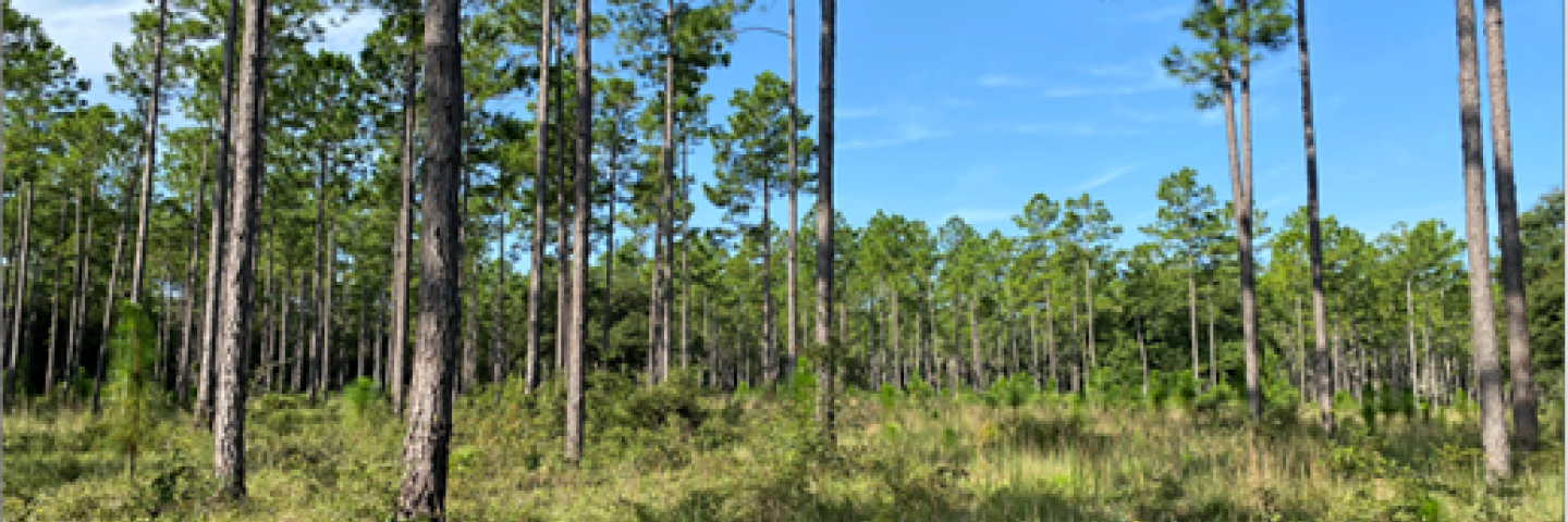 Wooded field in Florida