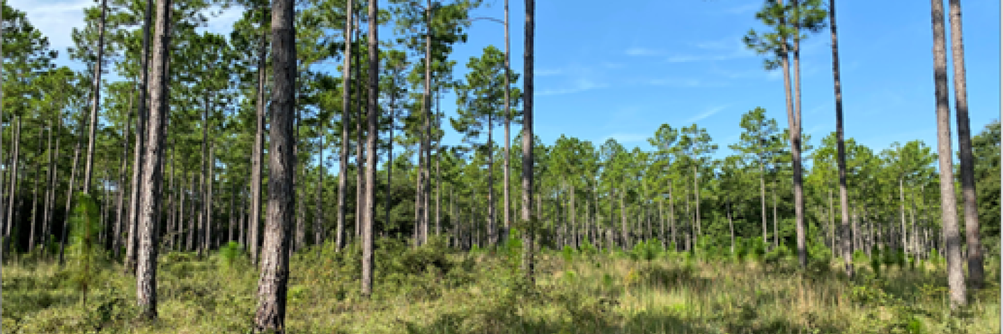 Wooded field in Florida 