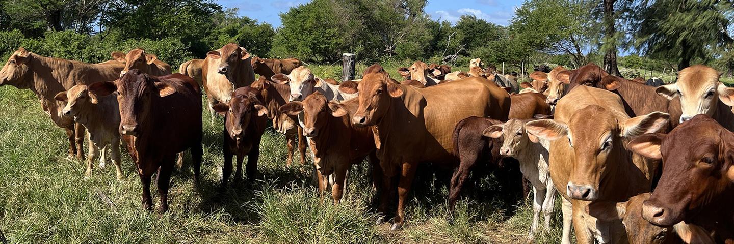 A photo of cattle.