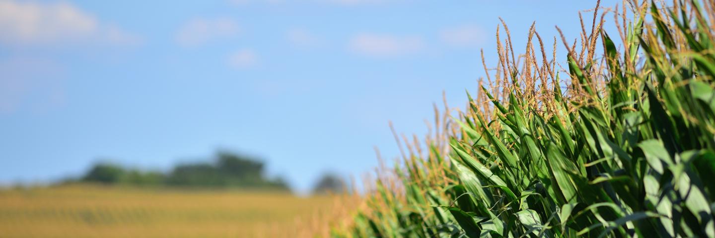 mature corn field