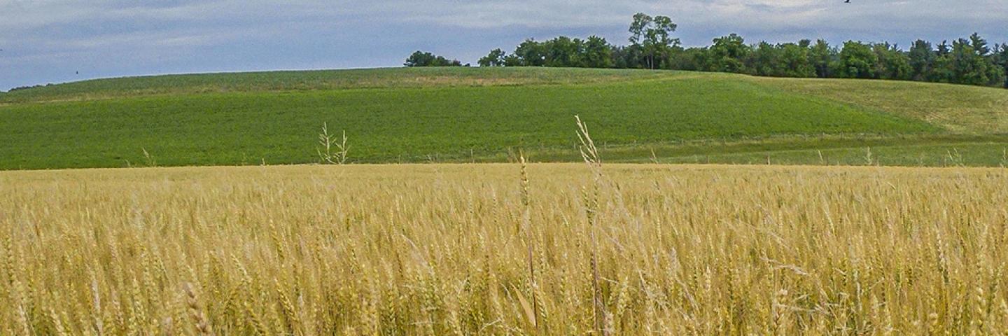 wheat in a field, with a grassy hill in the background