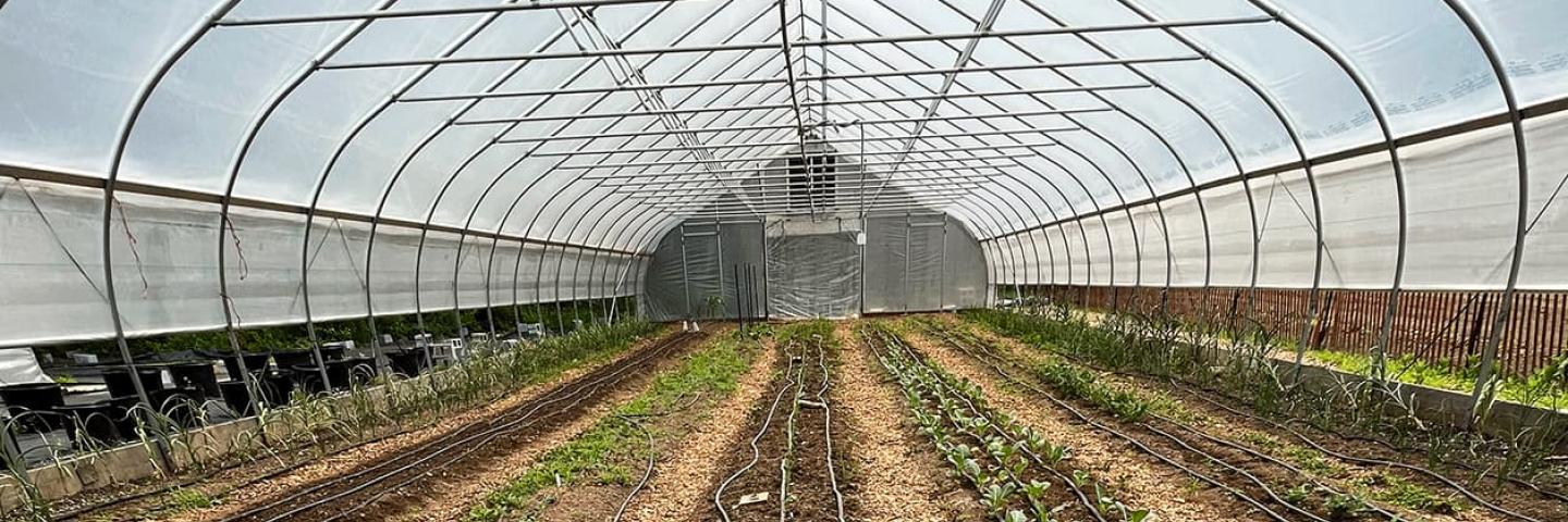 Drip irrigation system in a high tunnel on Bami Farm in Johnston, RI.