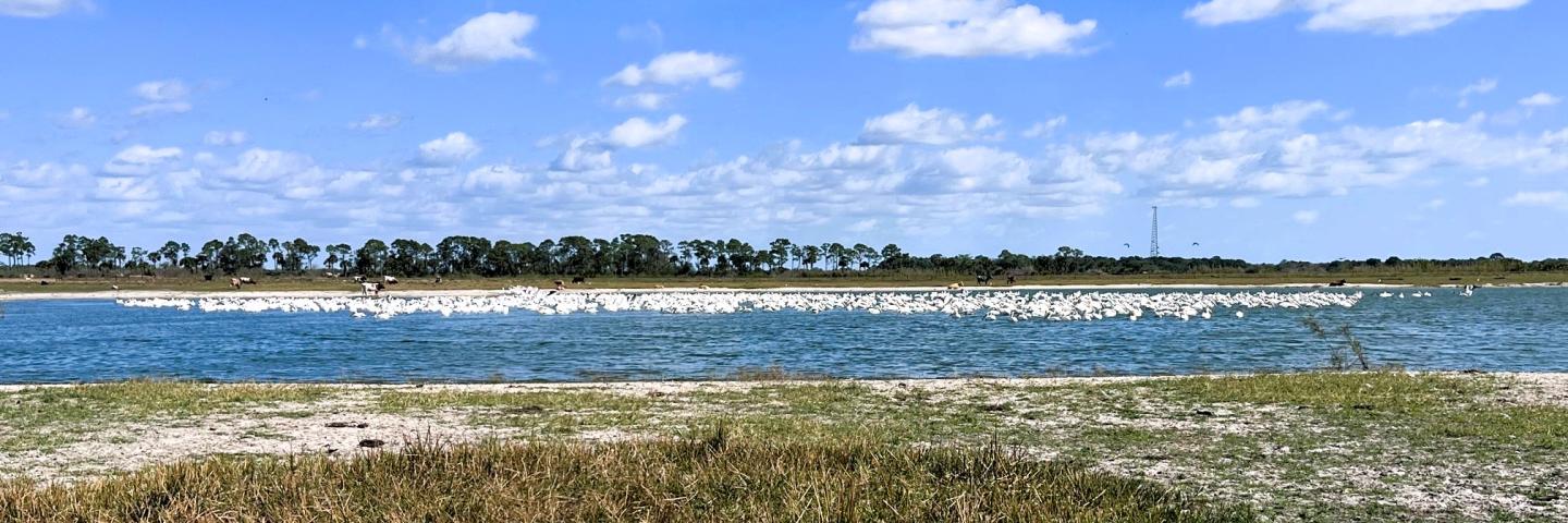 Florida easement featuring a wetland. 
