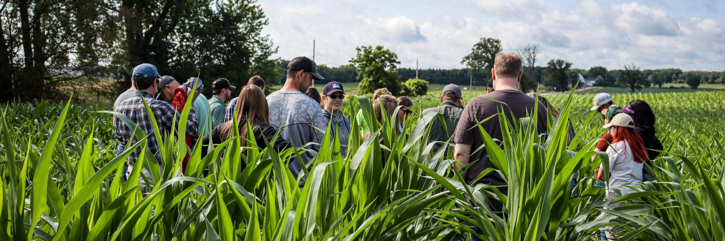 A group of people standing in a corn field on a sunny day.