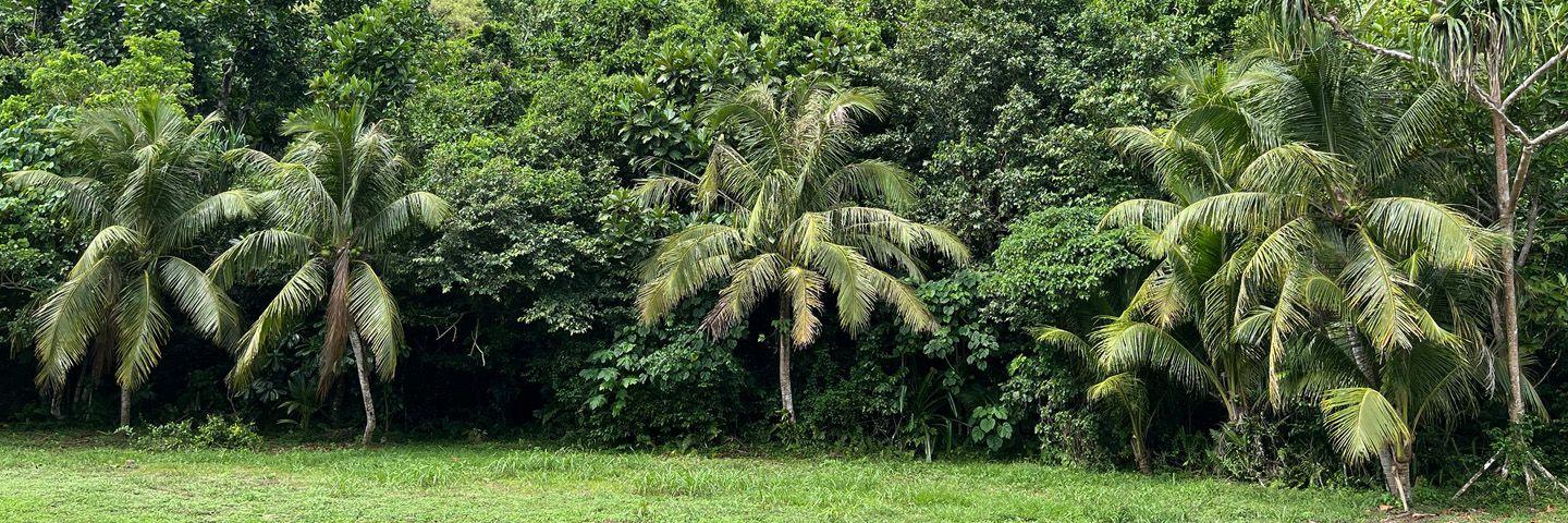 Tropical Forest.