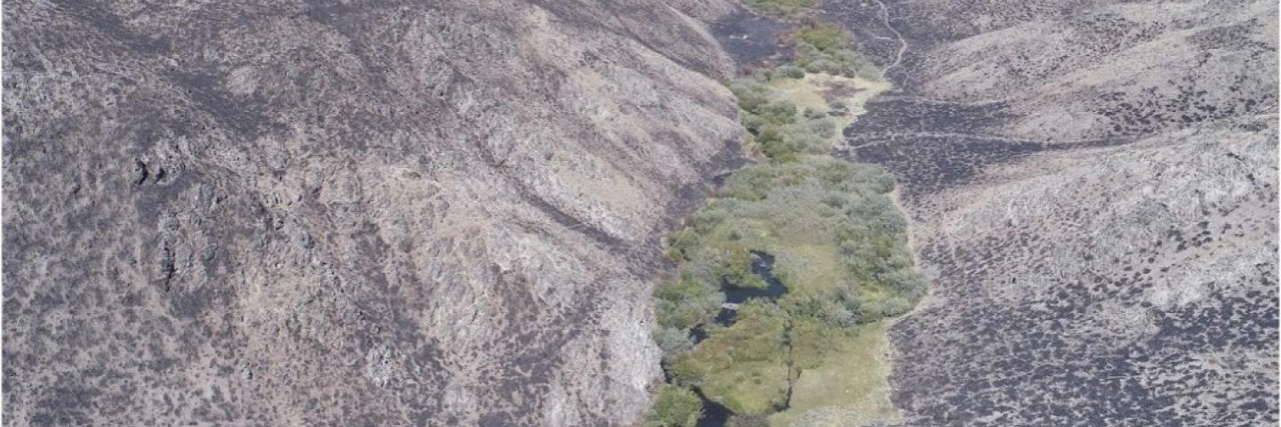 Intermountain Riparian Area