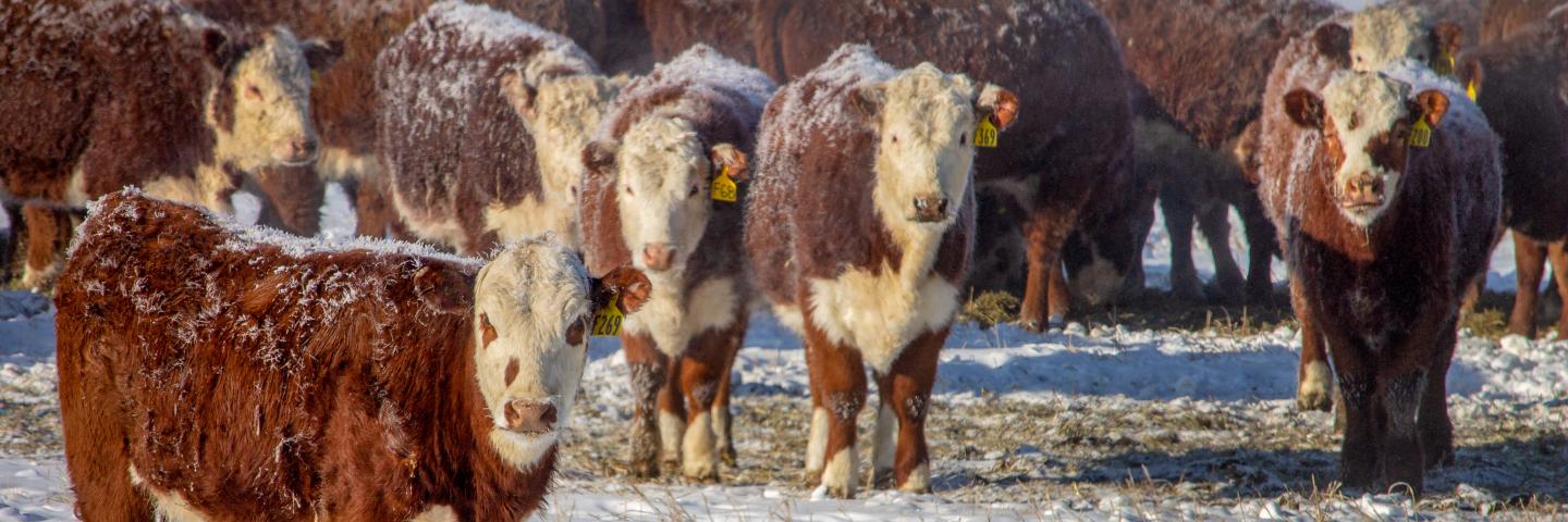 Herd of cows in a winter pasture