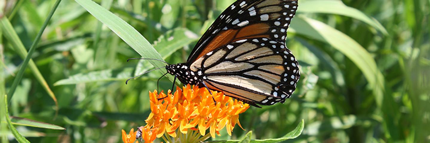 A large primarily orange and black monarch butterfly with white markings visits the bright orange inflorescence of a butterfly milkweed plant.