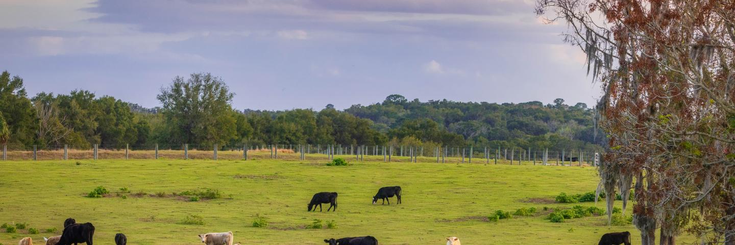 Landscape view of cows in a green pasture on a Florida Farm.