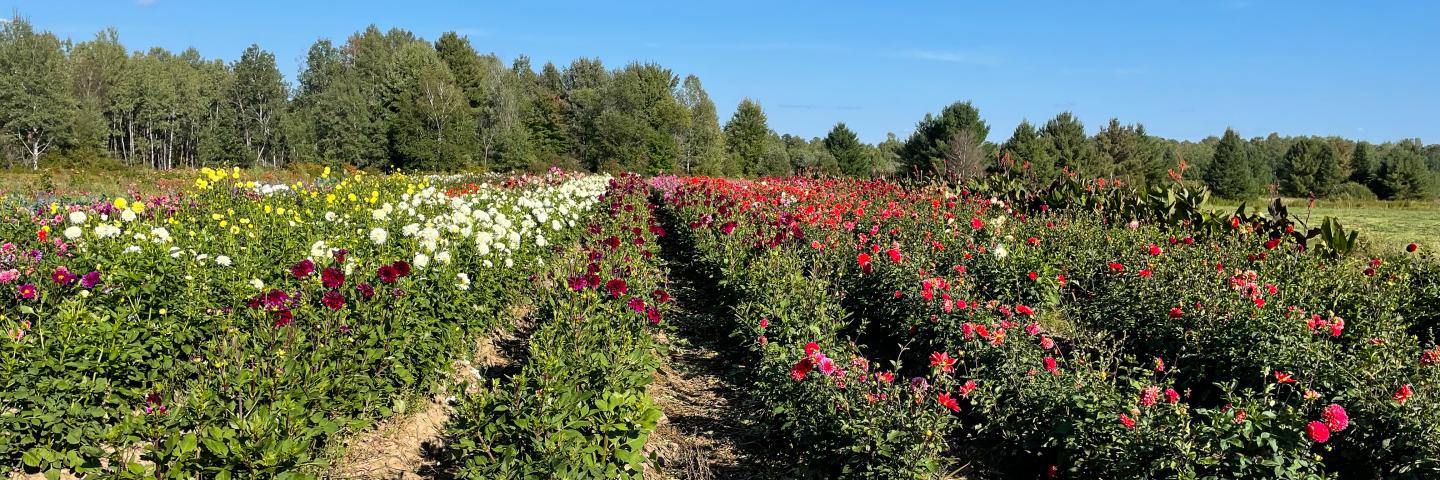 Flowers planted in rows.