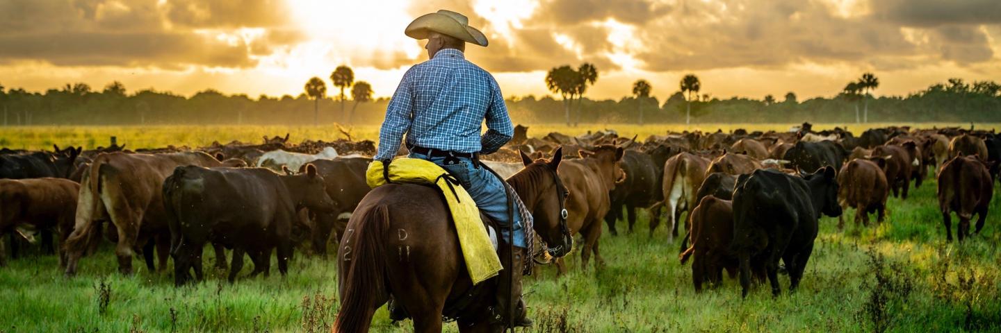 A man on a horse herds cattle on a Florida ranch.