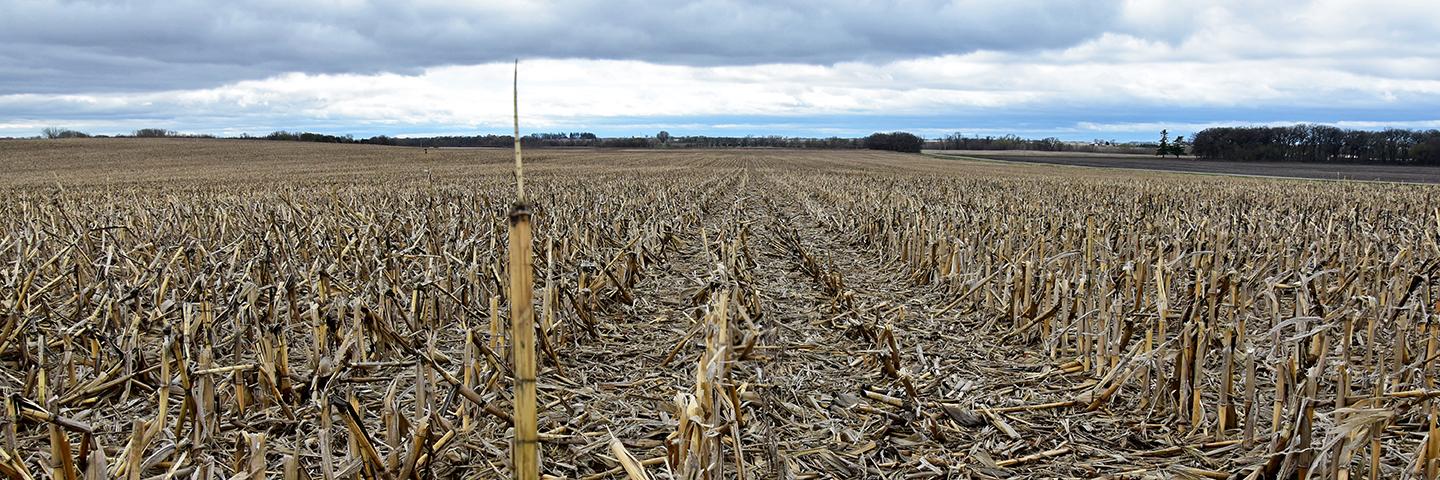 No-till with corn residue on a Cerro Gordo, Iowa, farm.