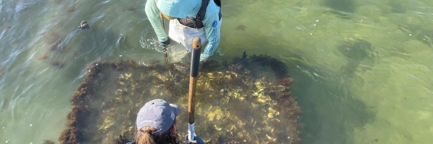 Rhode Island Oyster farmers haul in oyster tray with heavy biofouling from algaes and sponges (photo by JA Macfarlan, RIDEM)
