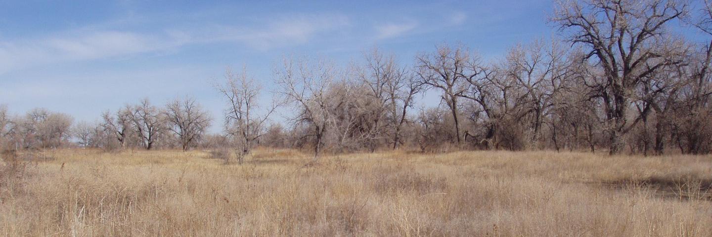 Grasslands