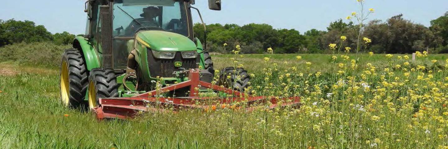 Green tractor using a red roller crimper implement on its front to terminate cover crops.