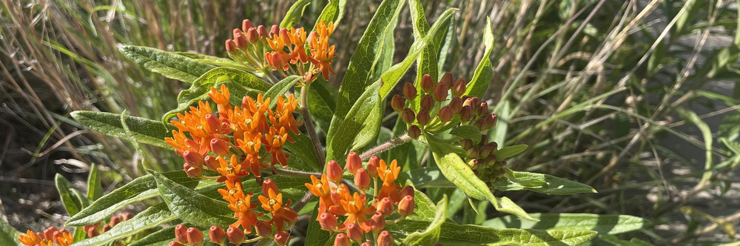 Orange flowered butterfly milkweed with grasses in the background