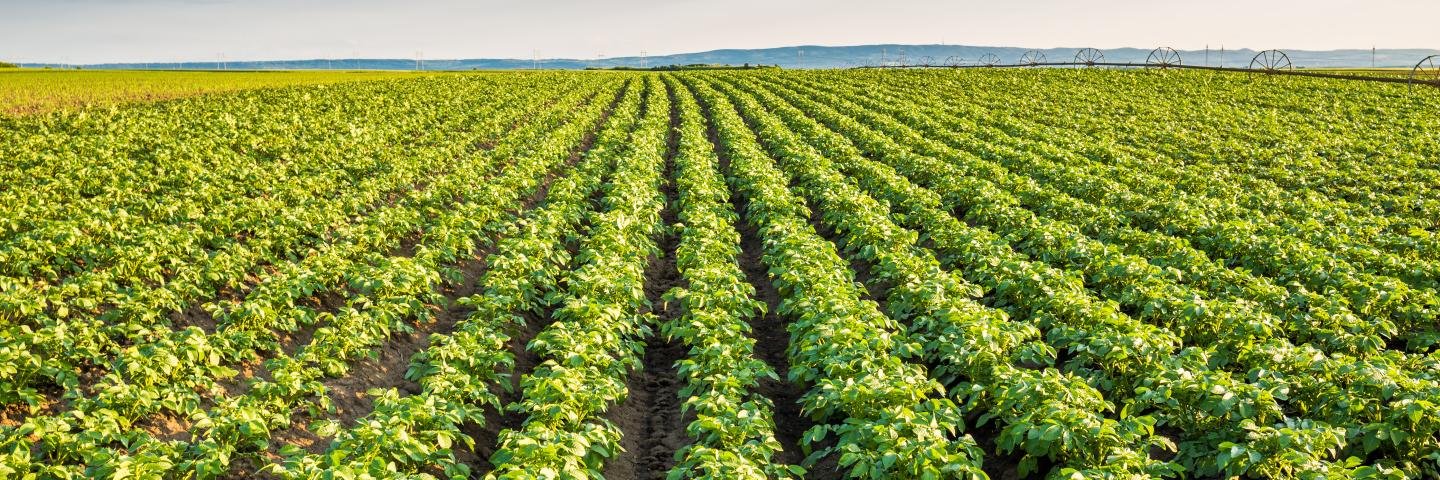 Filed of Crops