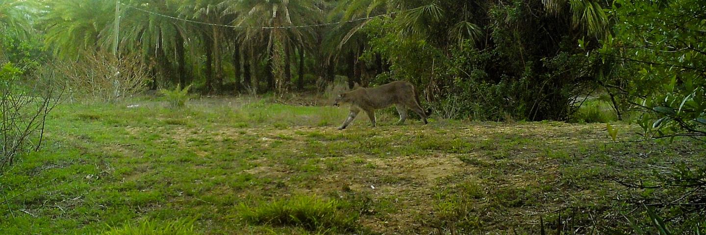 Florida panther walks in a field with trees behind it at G Road Grove in SW Florida