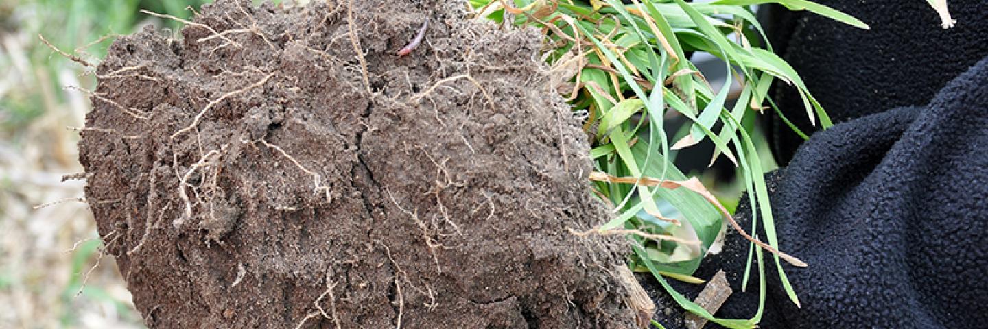 An NRCS soil conservationist holds a soil and root ball from a cereal rye plant.