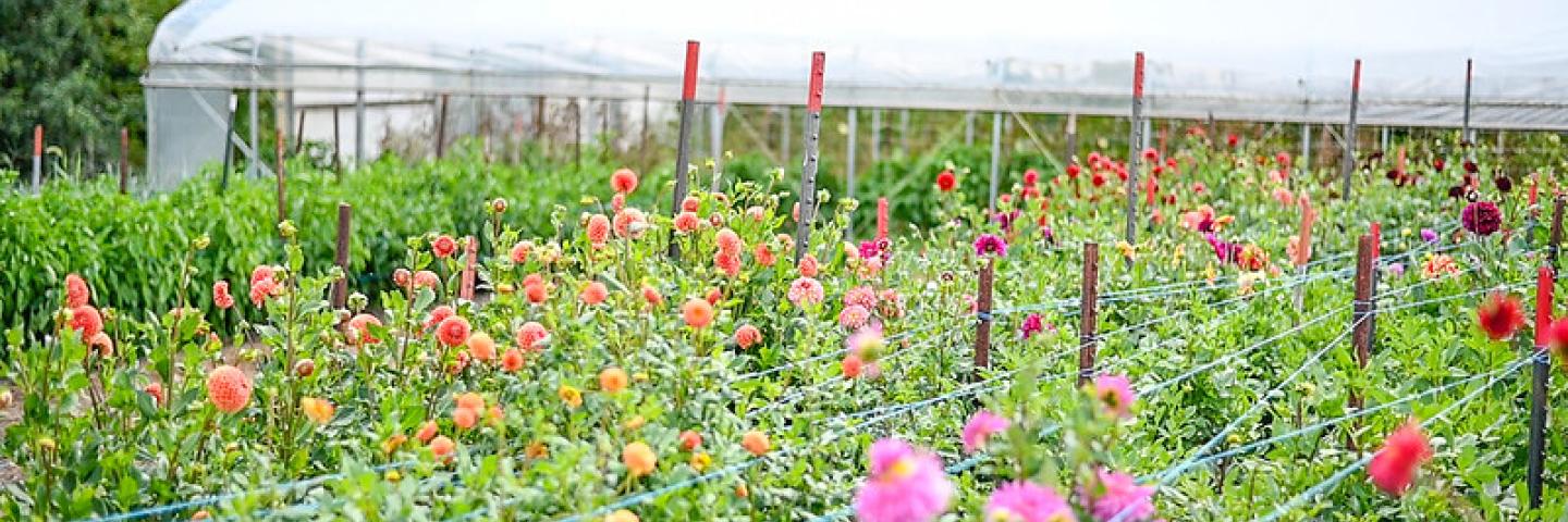 high tunnel and flowers