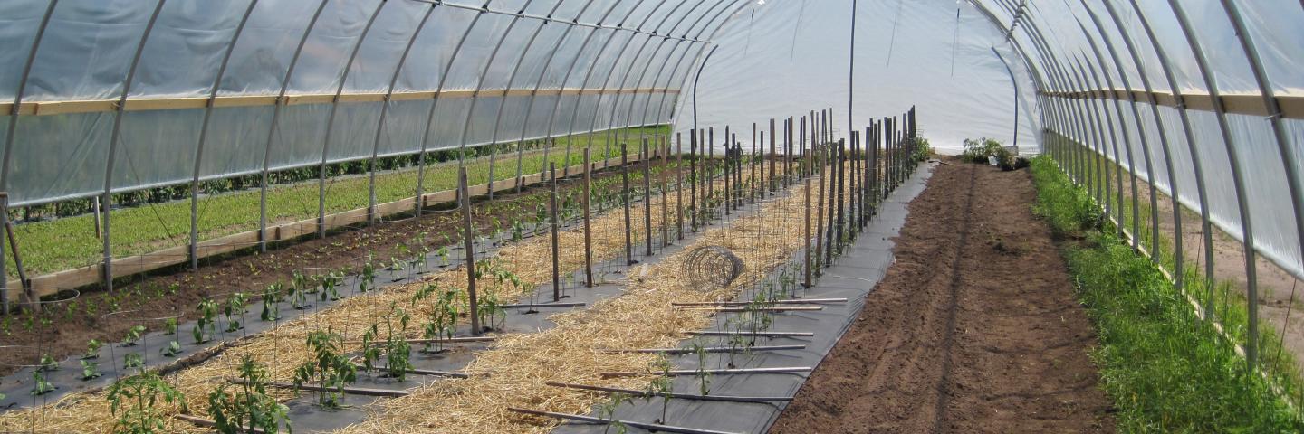 Inside view of a constructed high tunnel