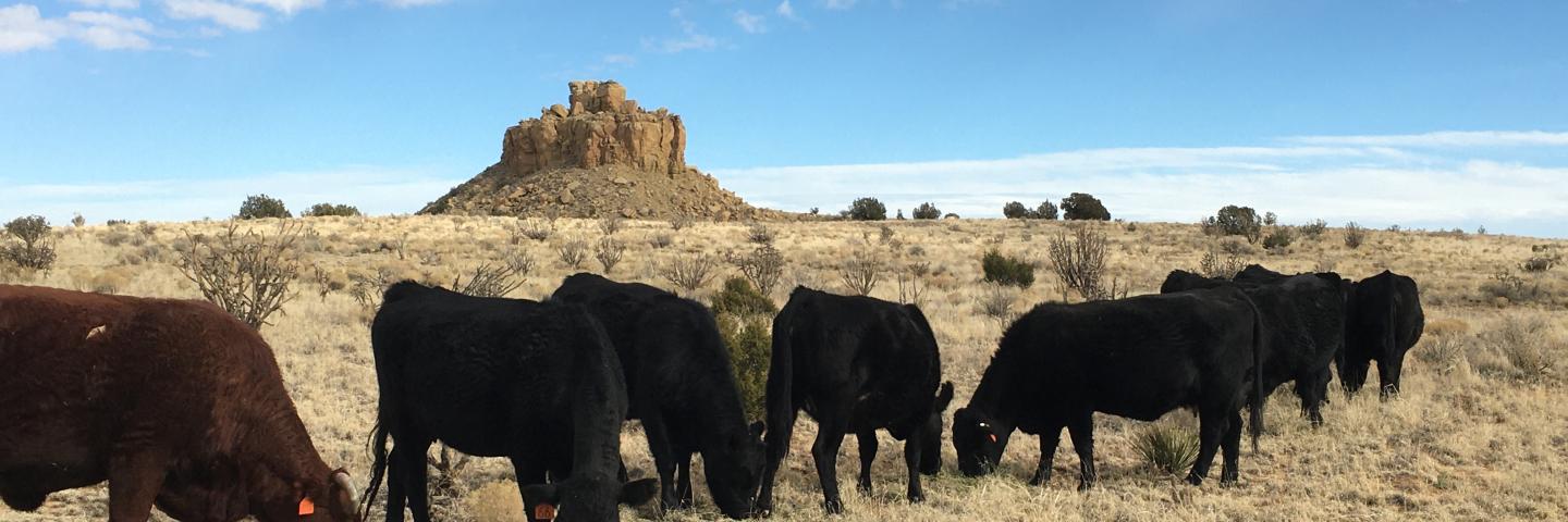 Cattle grazing in front of Bell Rock