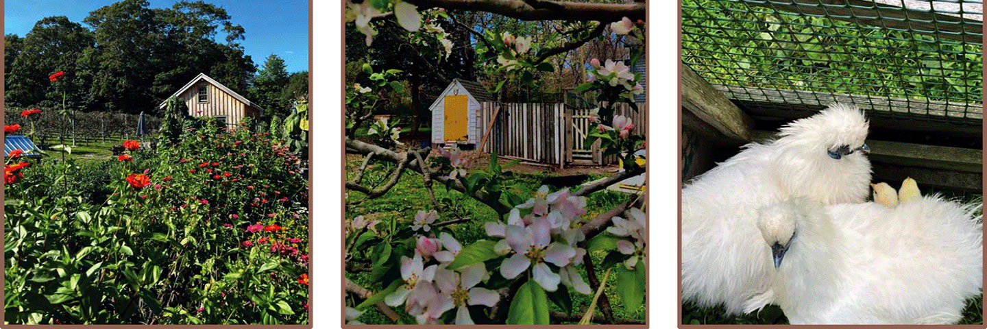 Scenes from Small Worlds Farm in Little Compton, Rhode Island - fields of flowers, old barn and poultry chicks.