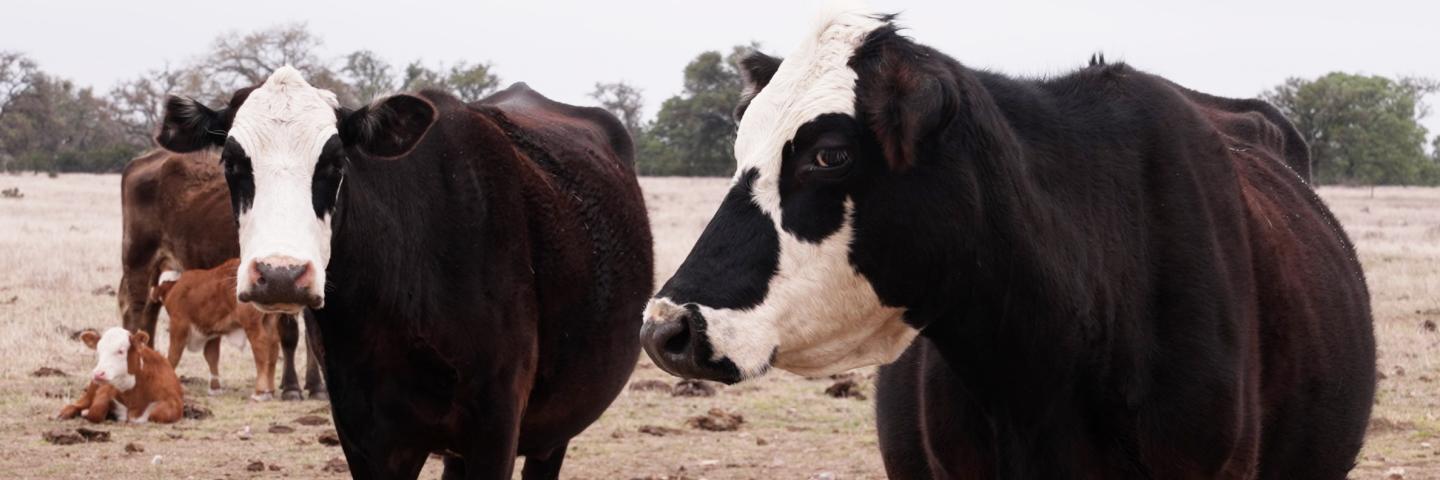 Cattle are part of the grazing management scheme at the L Cross Ranch. With managed grazing, the cattle can be used as a tool to manipulate the vegetation and create a healthy environment.
