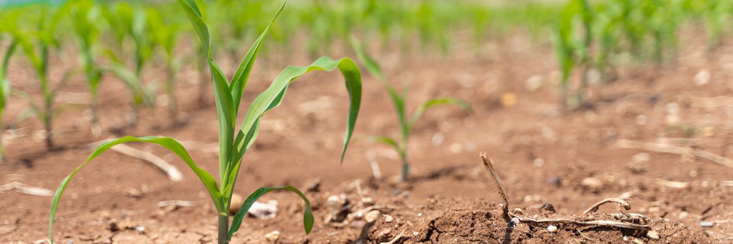 Drought Photo