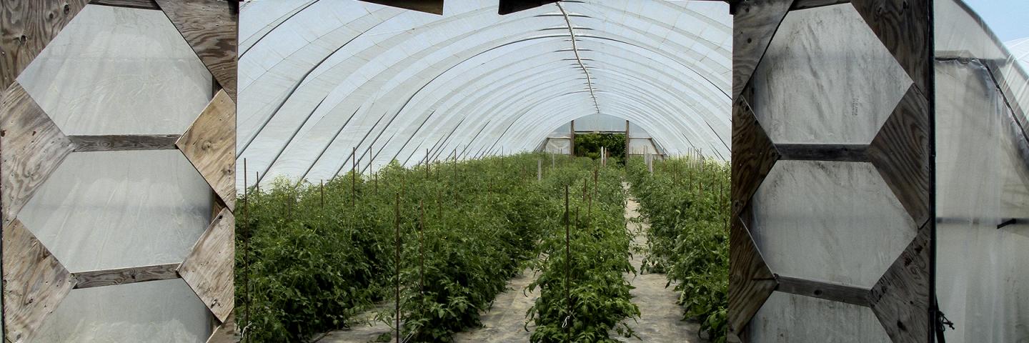 High Tunnel with planted trees