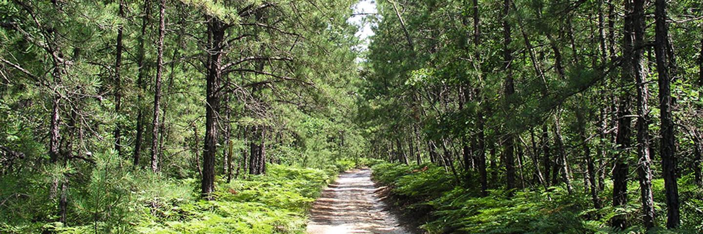 Dirt road in Pines Barrens