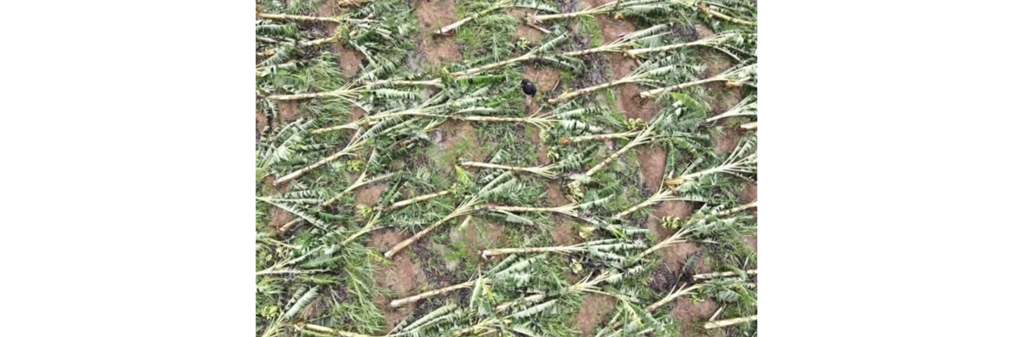 Plantain field impacted by Hurricane Fiona in Puerto Rico.