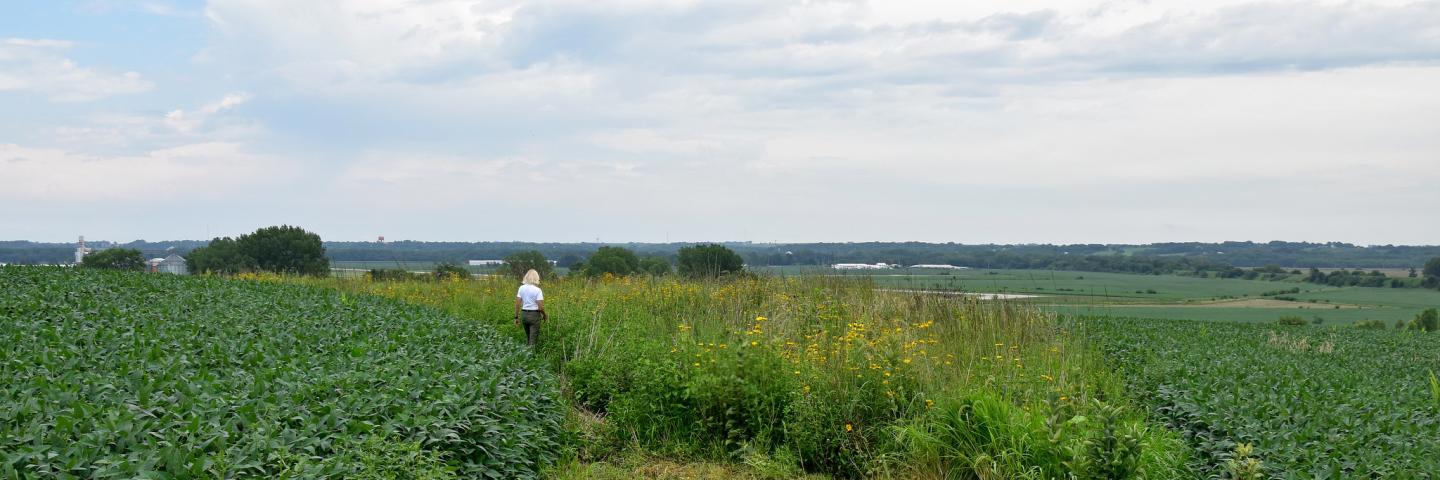 Prairie strip in Iowa soy bean field