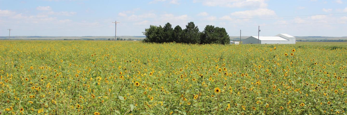 field of sunflowers in shed in back ground
