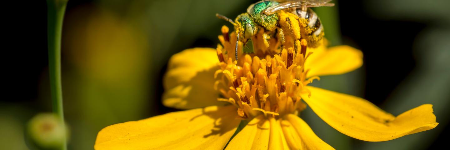 Bee on flower