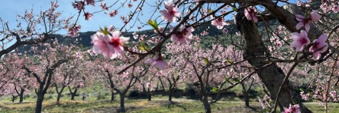 Kelley's Canyon Orchard