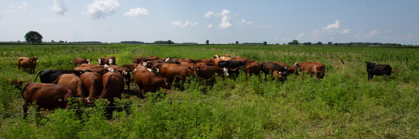 Andy Zartman herd