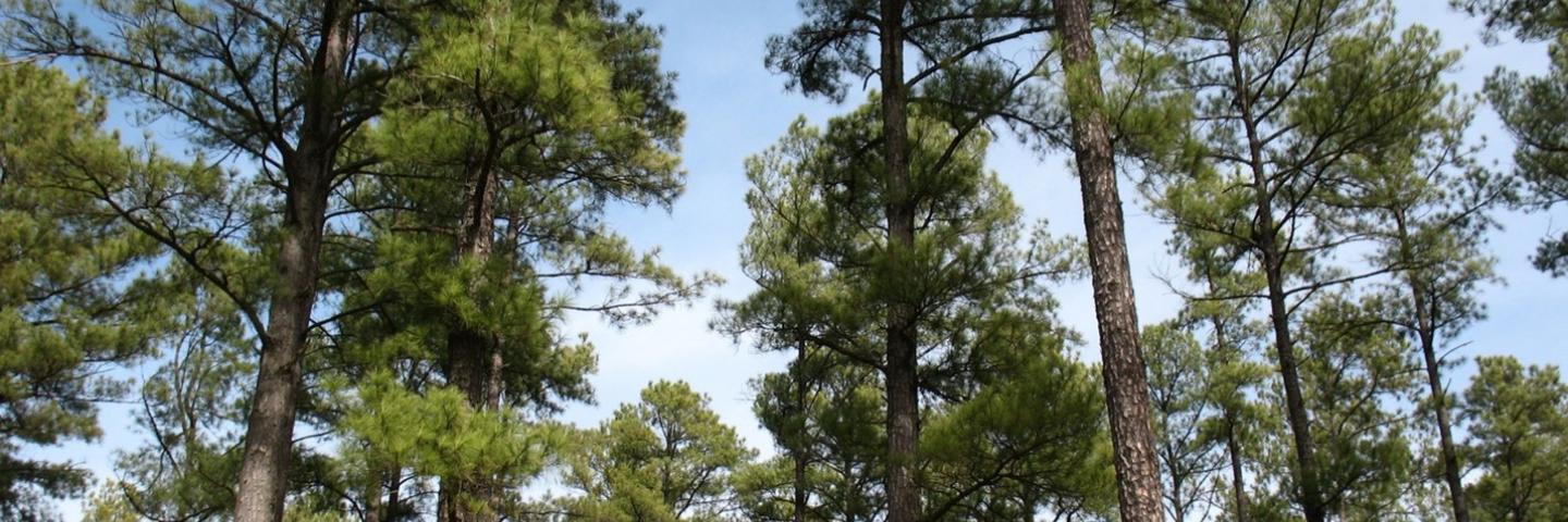 A forest of trees under a blue sky