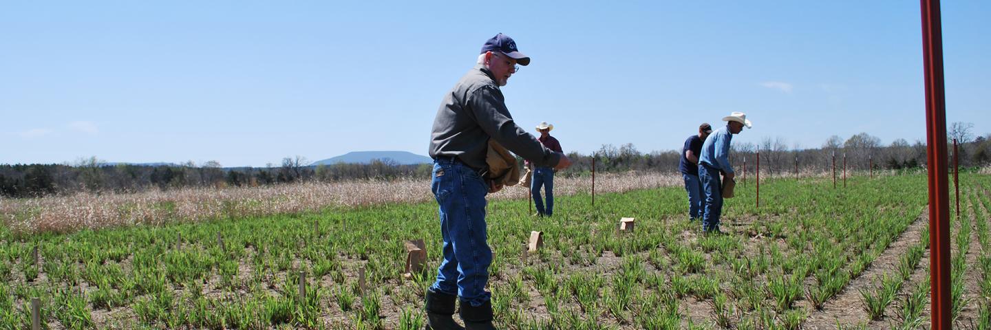 Image of researchers applying fertilizer treatments to switchgrass test plots taken at the Booneville, AR Plant Materials Center.