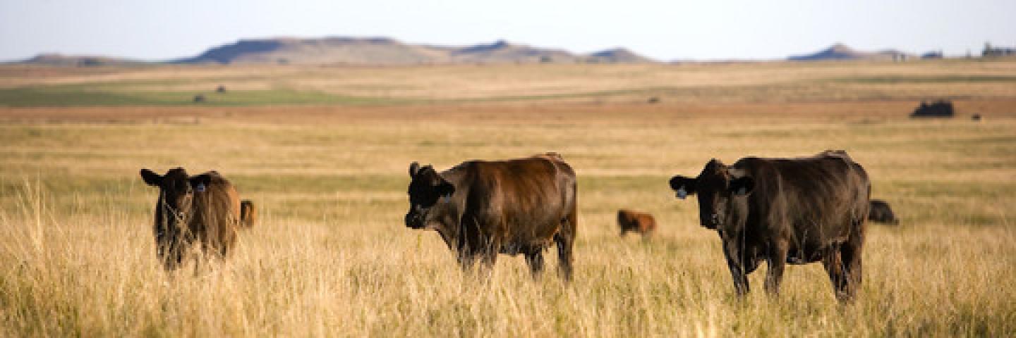 rangeland with cows