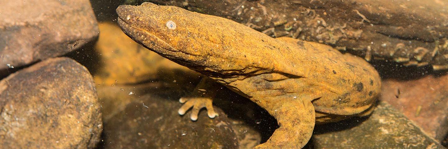 Hellbender resting underwater on a rock in a stream