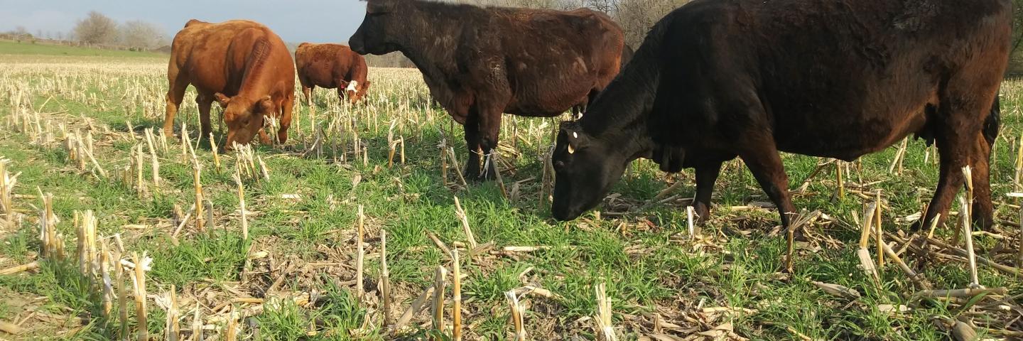 Cattle Grazing Cover Crops
