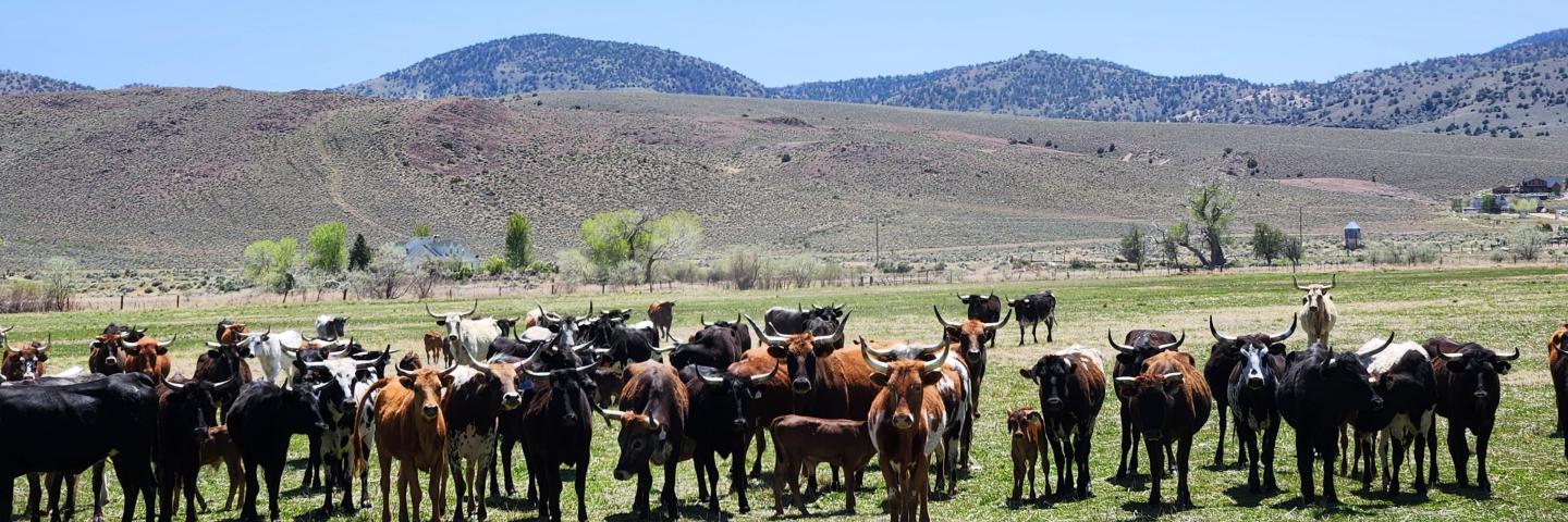 A herd of cows stands in a field with mountains in the background