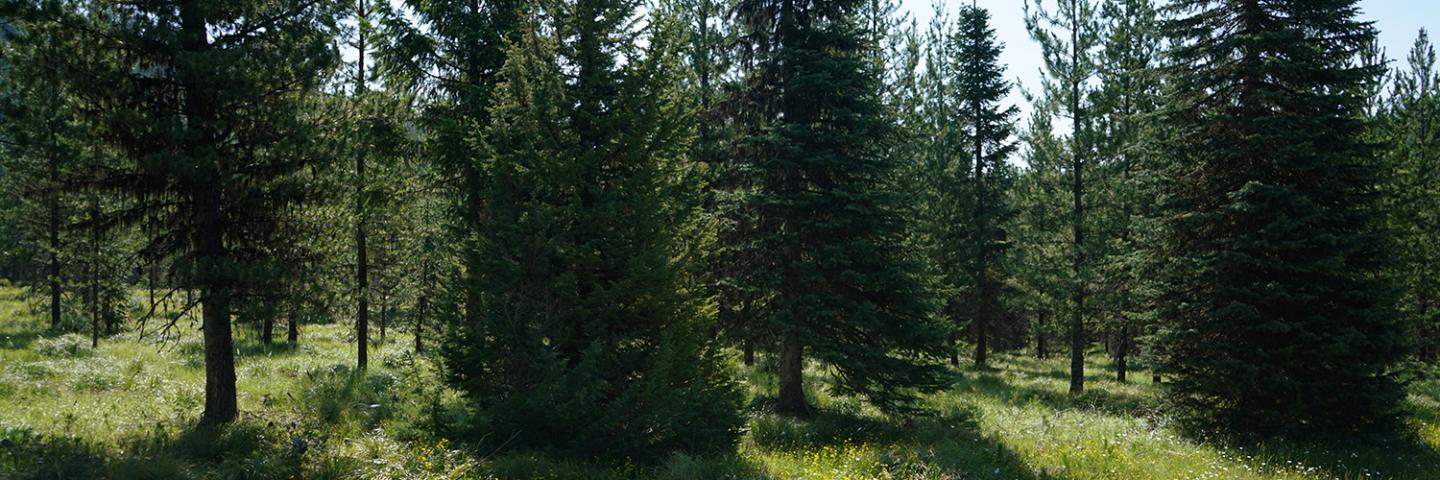 Healthy forest stand after a thinning treatment to mitigate the risk of wildfire.
