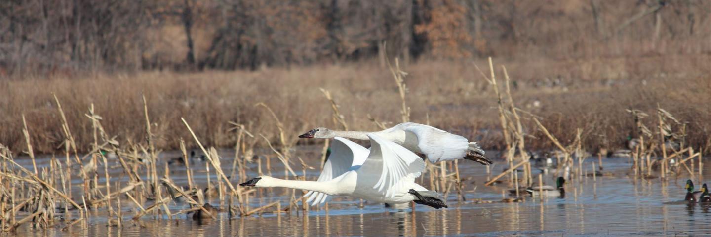 Swans Flying