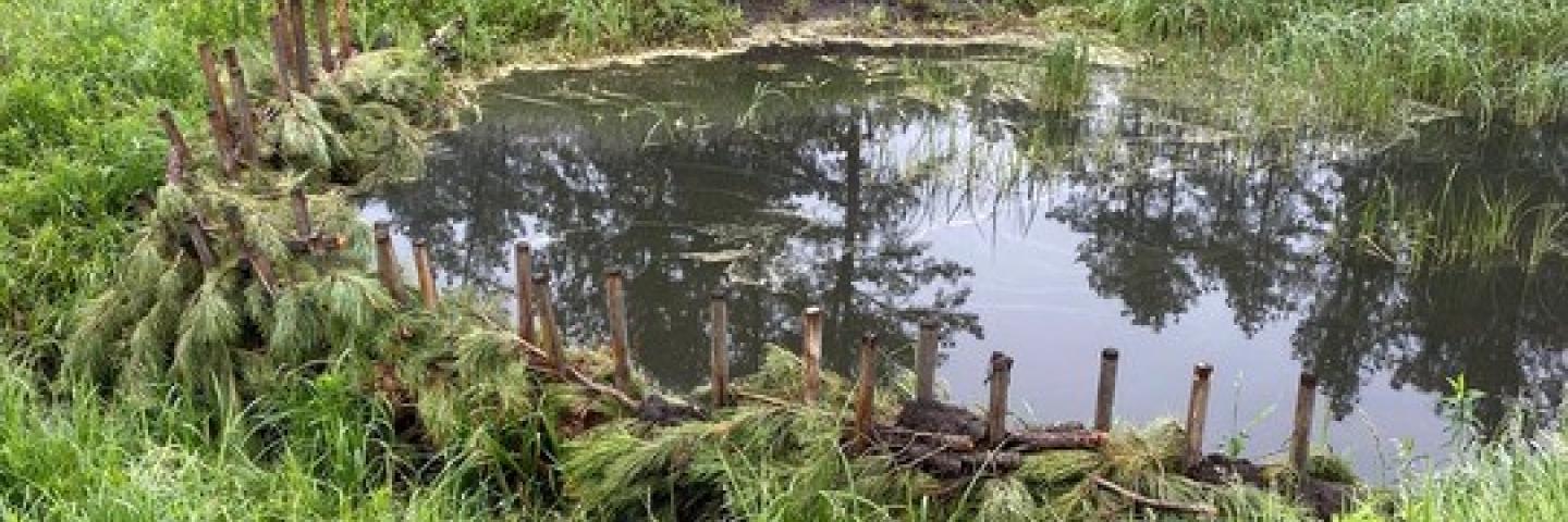 Manmade beaver dam