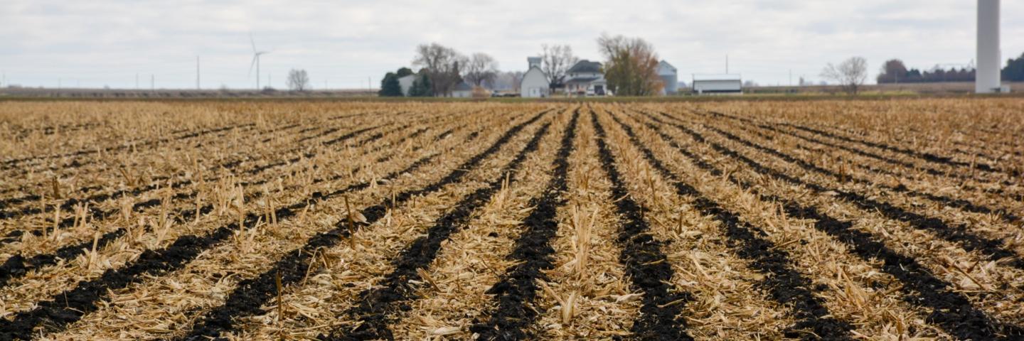 Relay Intercropping