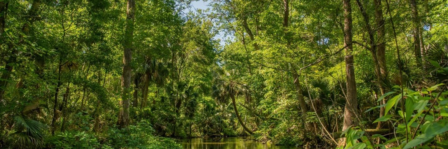Forest and pond in North Florida