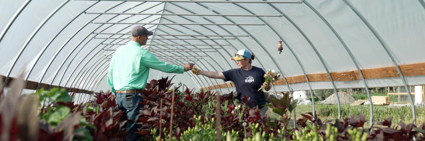 Two people standing in a high tunnel among flowers, passing scissors